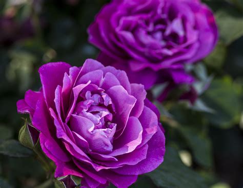 heirloom roses|heirloom roses pictures.